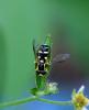 Philhelius sp.